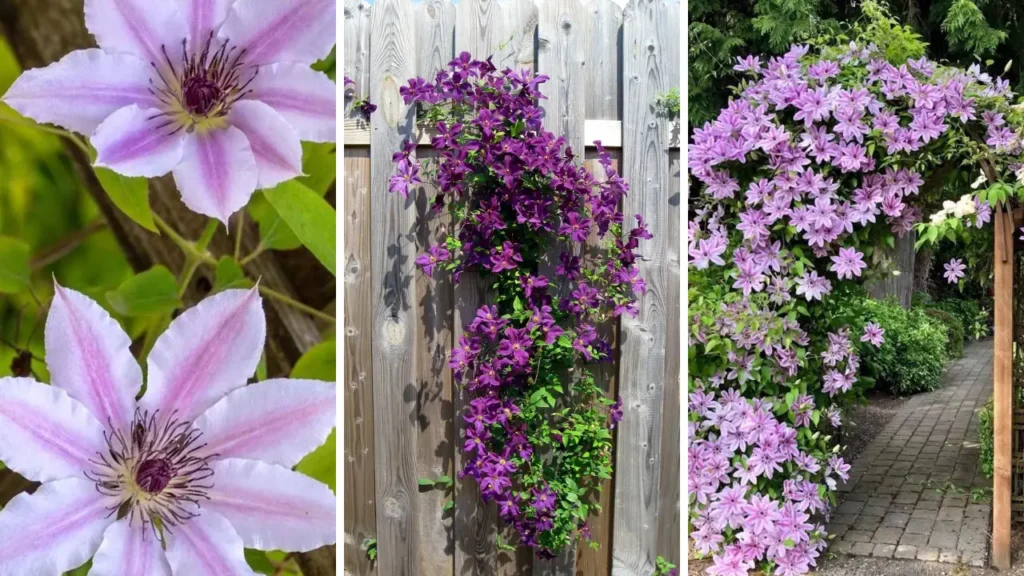 Clematis