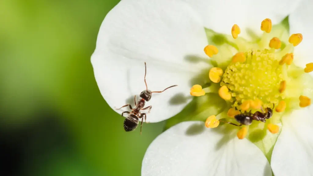 Como acabar com formigas