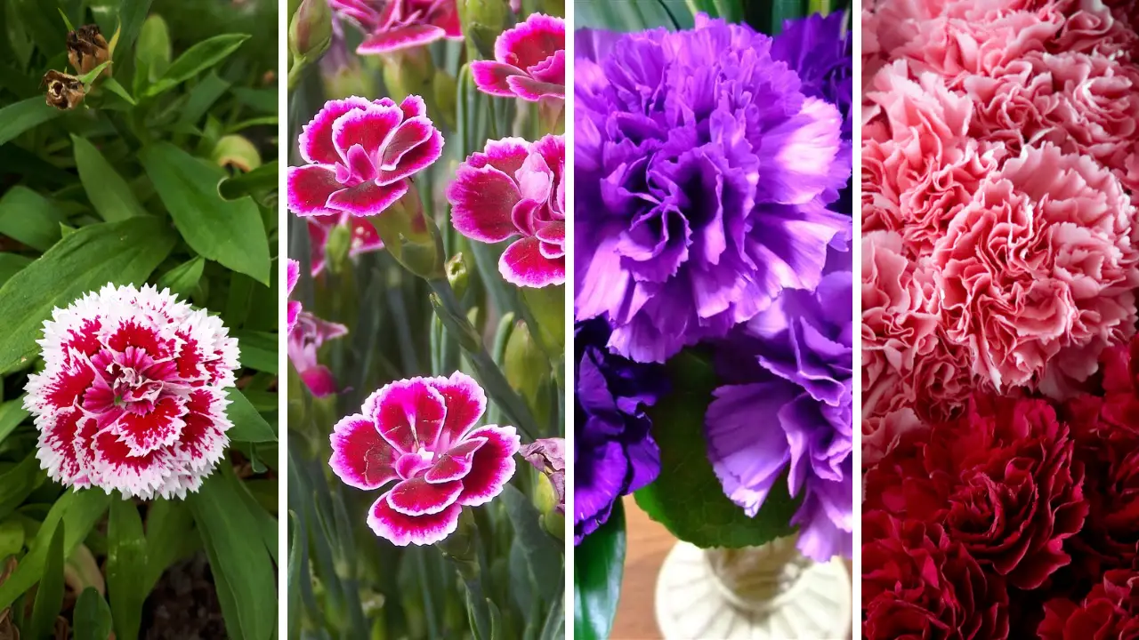 Cravo (Dianthus caryophyllus) capa