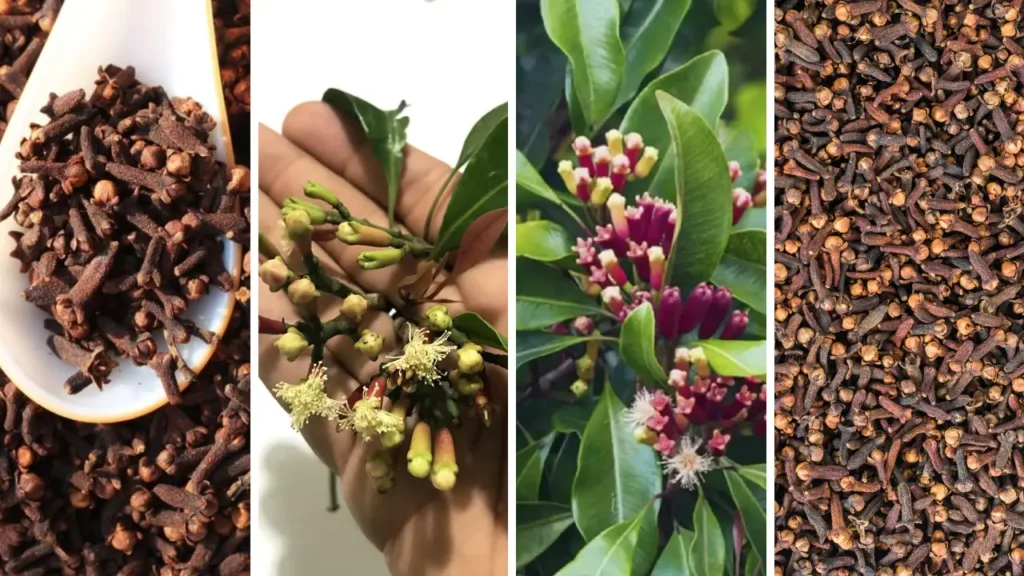 Cravo da índia capa