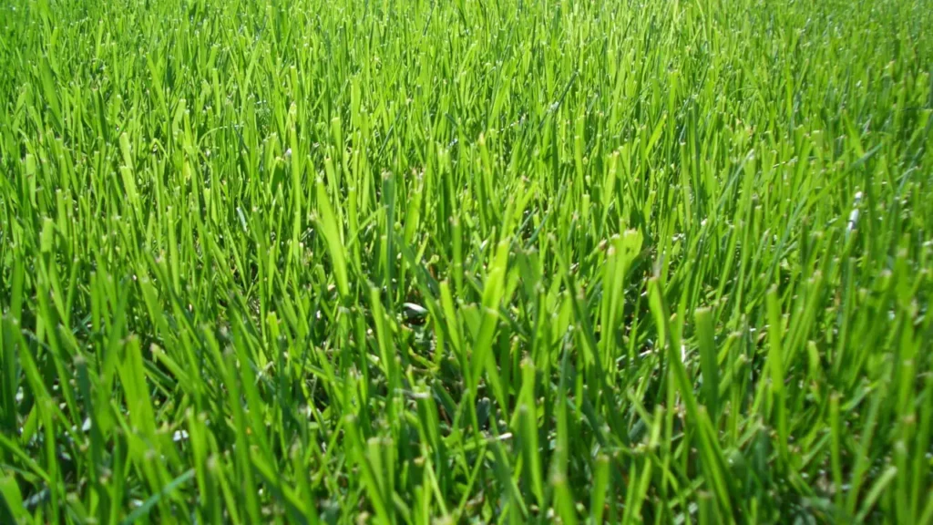 Qual A Melhor Grama Para Campo De Futebol Profissional: Guia Completo Para Escolha Ideal