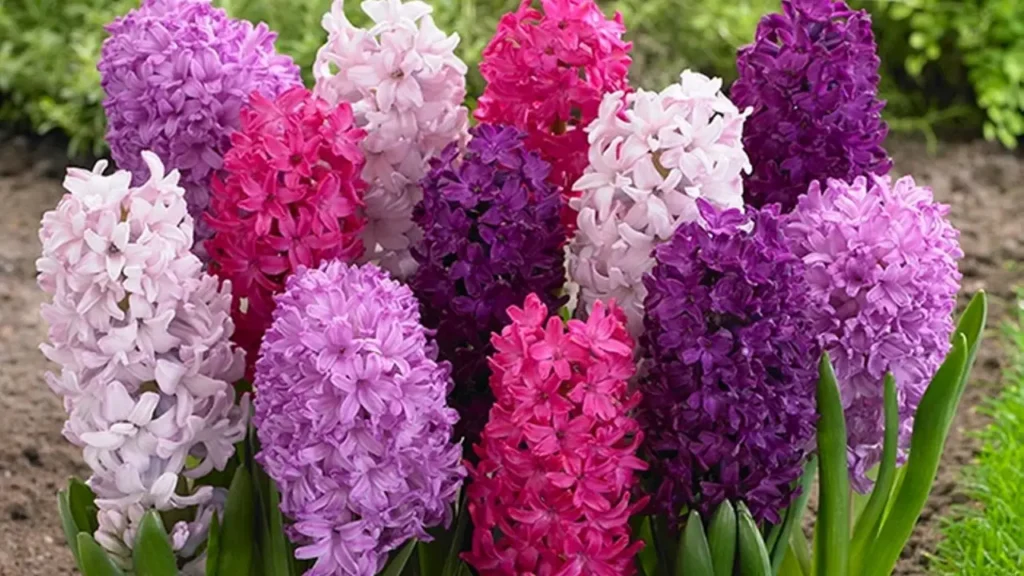 Flor Jacinto Hyacinthus orientalis