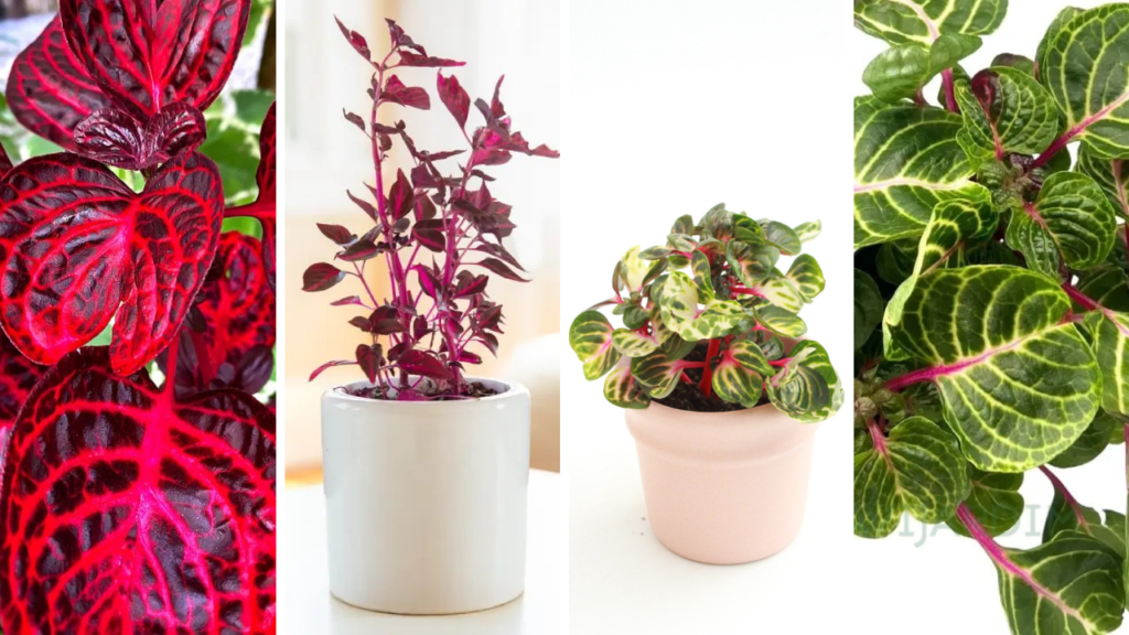 Iresine: Aprenda Tudo Sobre Essa Planta