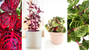 Iresine: Aprenda Tudo Sobre Essa Planta