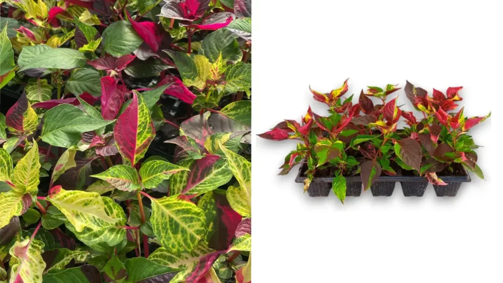 Iresine: Aprenda Tudo Sobre Essa Planta
