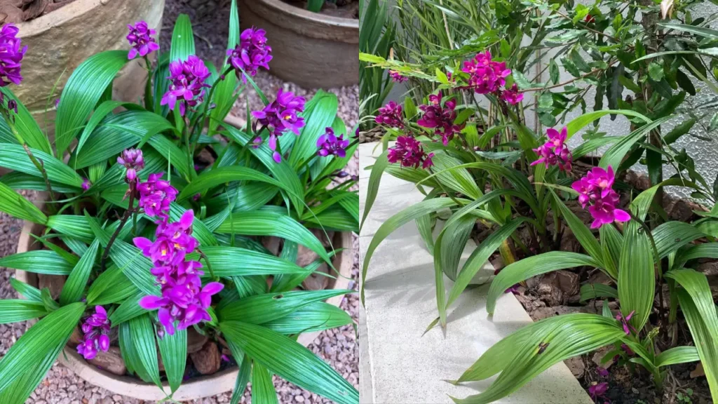 Orquídea-Grapete: Aprenda Tudo Sobre Essa Planta