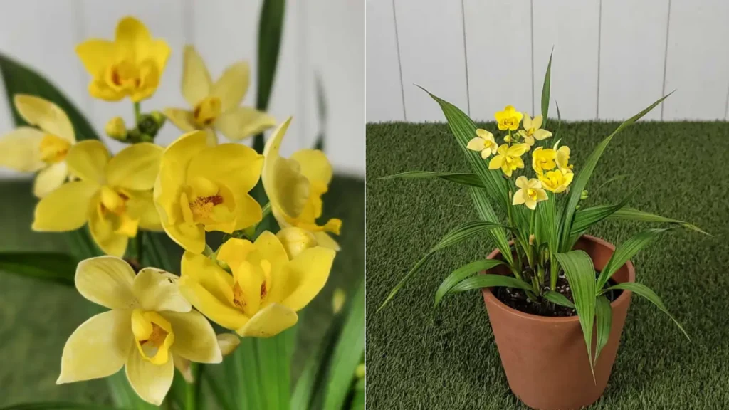 Orquídea-Grapete: Aprenda Tudo Sobre Essa Planta