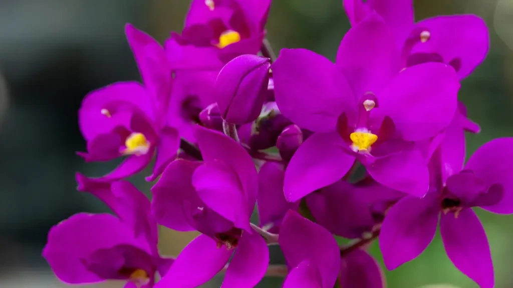 Orquídea-Grapete: Aprenda Tudo Sobre Essa Planta