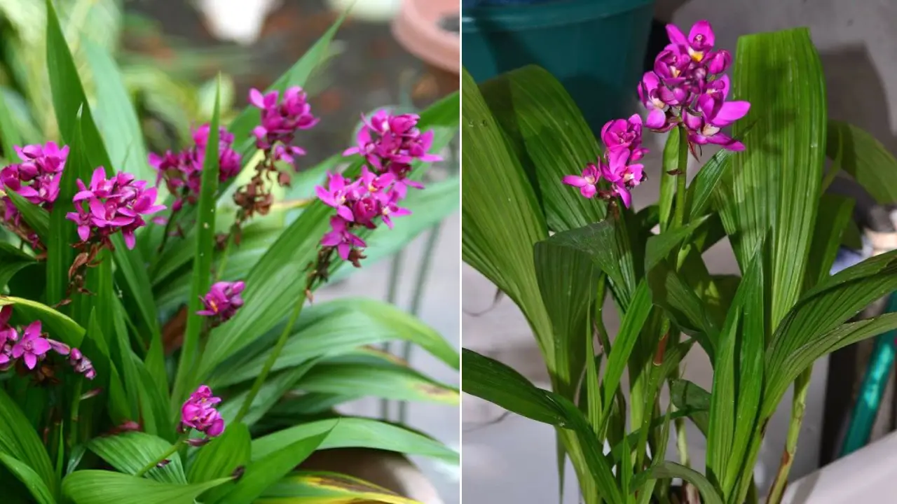 Orquídea-Grapete: Aprenda Tudo Sobre Essa Planta