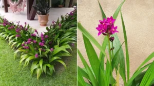 Orquídea-Grapete: Aprenda Tudo Sobre Essa Planta