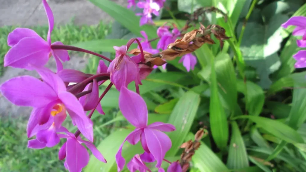 Orquídea-Grapete: Aprenda Tudo Sobre Essa Planta