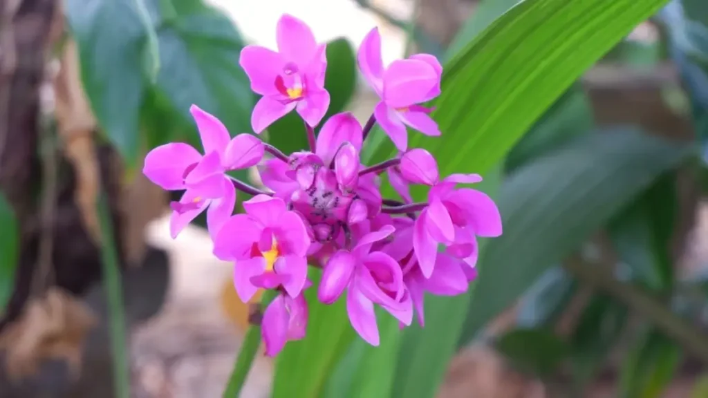 Orquídea-Grapete: Aprenda Tudo Sobre Essa Planta