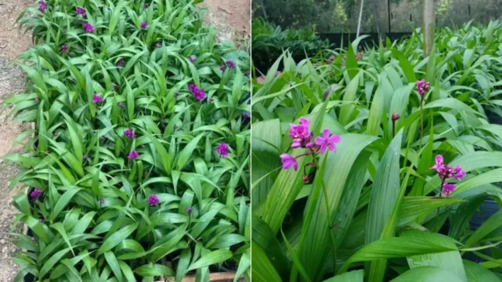 Orquídea-Grapete: Aprenda Tudo Sobre Essa Planta