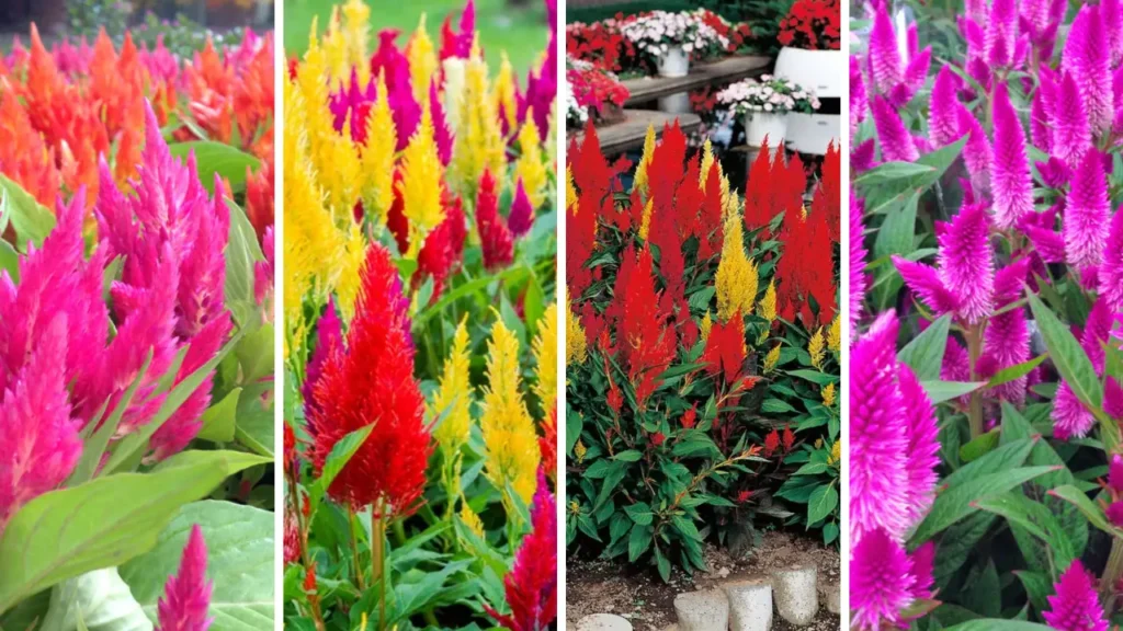 Planta rabo de galo celosia