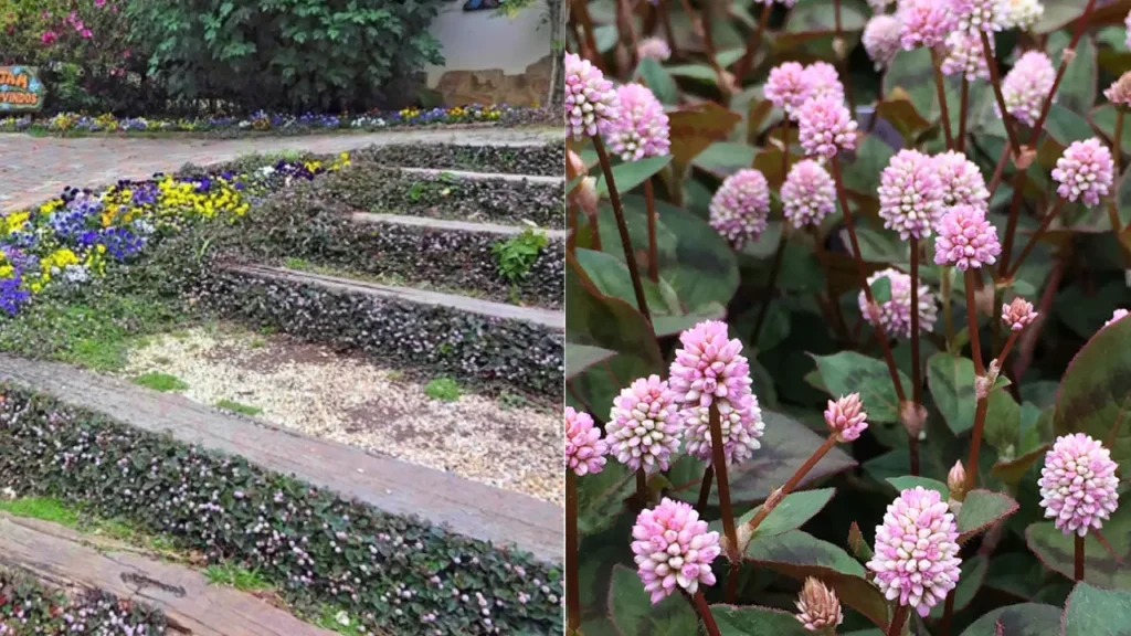 Tapete-inglês (Zoysia tenuifolia)