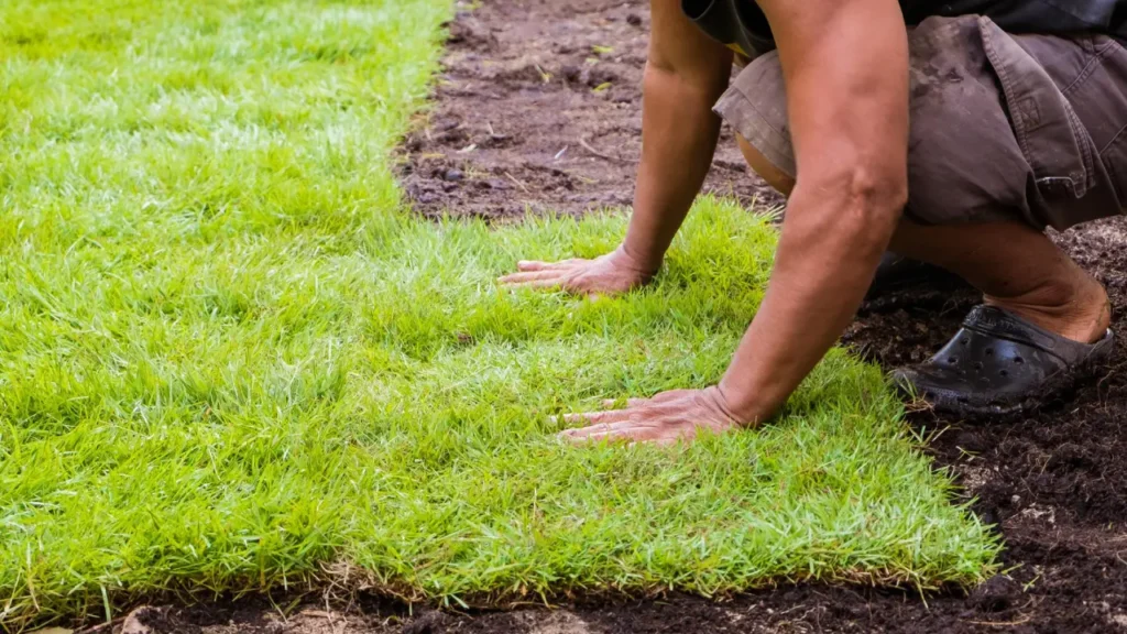 Qual A Melhor Grama Para Campo De Futebol Profissional: Guia Completo Para Escolha Ideal
