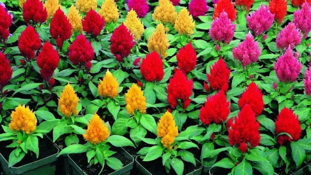 celosia planta rabo de galo