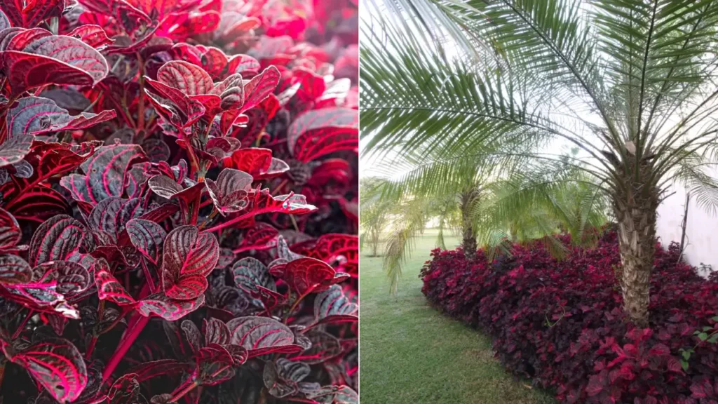 Iresine: Aprenda Tudo Sobre Essa Planta
