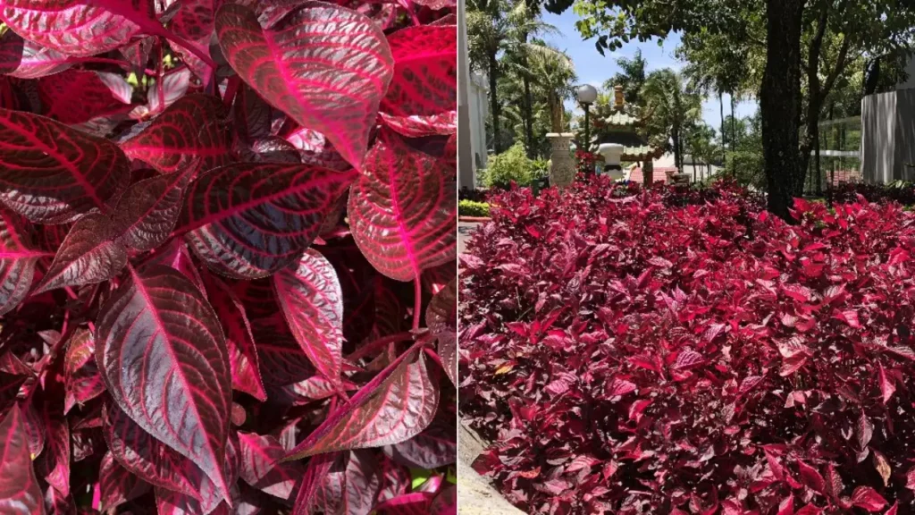 Iresine: Aprenda Tudo Sobre Essa Planta
