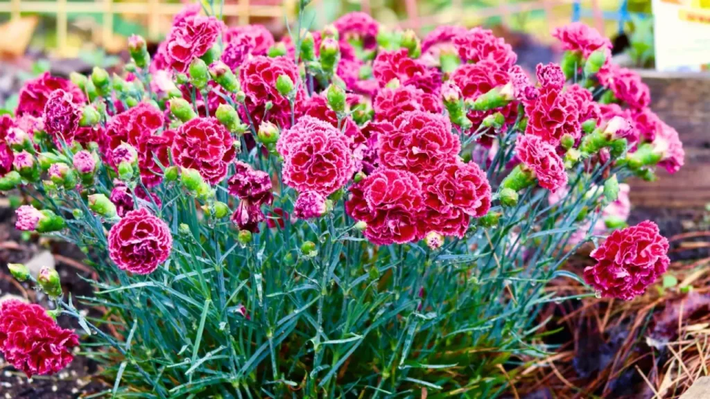 cravo-da-índia flores