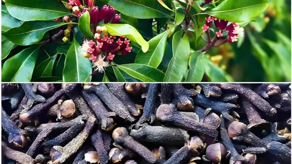 cravo da índia planta