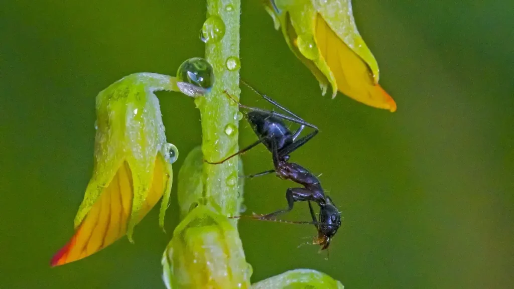 formigas pretas