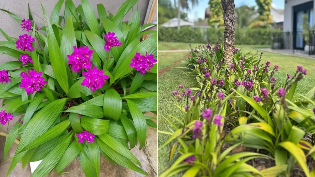 Orquídea-Grapete: Aprenda Tudo Sobre Essa Planta