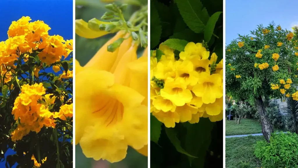 ipê de jardim capa ipê mirim