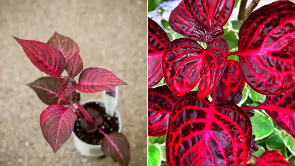 Iresine: Aprenda Tudo Sobre Essa Planta
