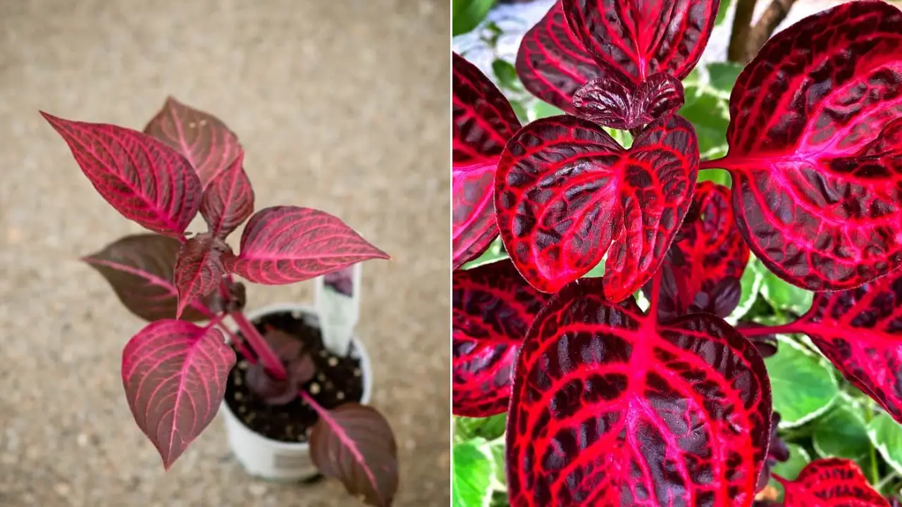 Iresine: Aprenda Tudo Sobre Essa Planta