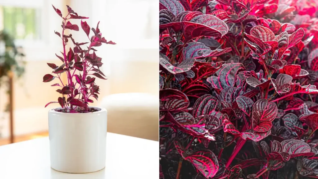 Iresine: Aprenda Tudo Sobre Essa Planta
