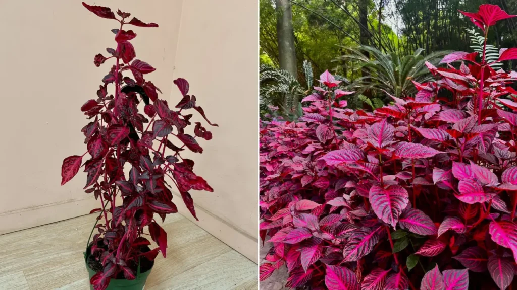 Iresine: Aprenda Tudo Sobre Essa Planta
