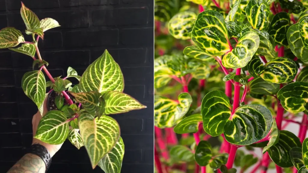 Iresine: Aprenda Tudo Sobre Essa Planta
