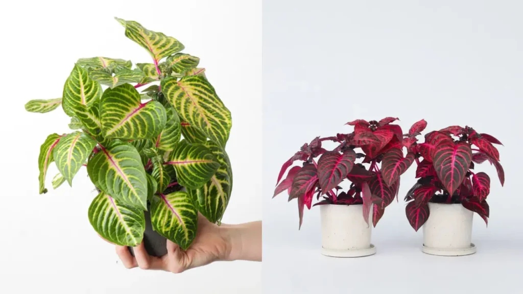 Iresine: Aprenda Tudo Sobre Essa Planta
