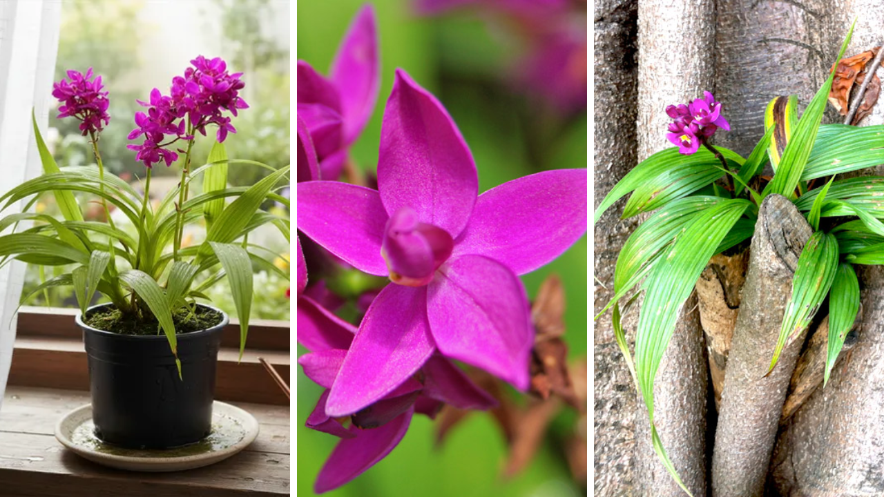 Orquídea-Grapete: Aprenda Tudo Sobre Essa Planta