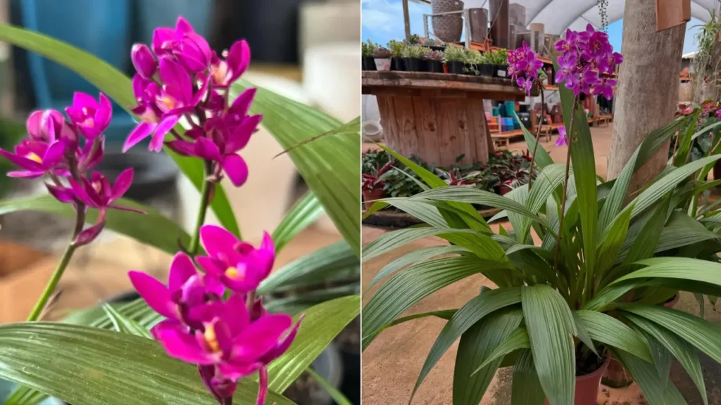 Orquídea-Grapete: Aprenda Tudo Sobre Essa Planta