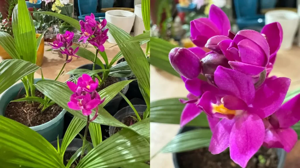 Orquídea-Grapete: Aprenda Tudo Sobre Essa Planta