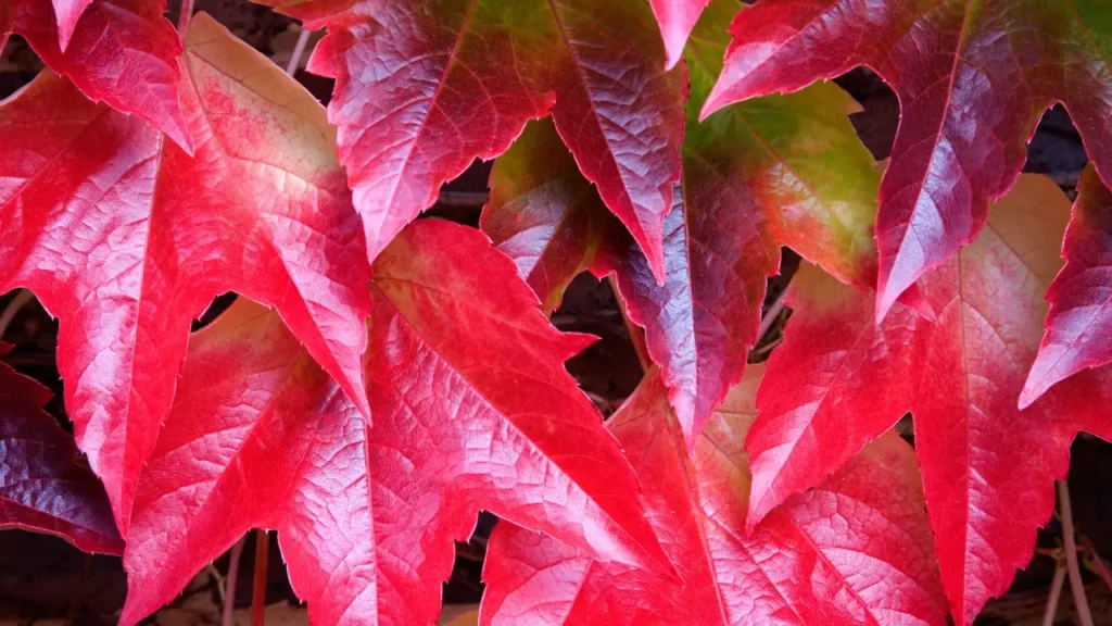 parthenocissus tricuspidata