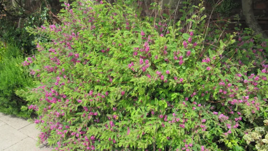 planta anileira azul