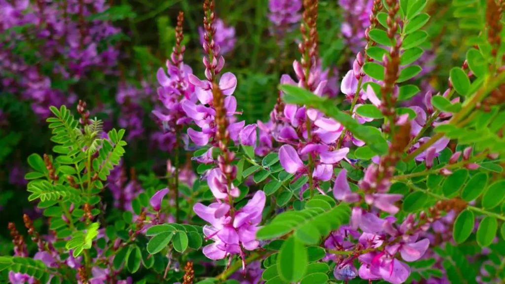 planta anileira capa