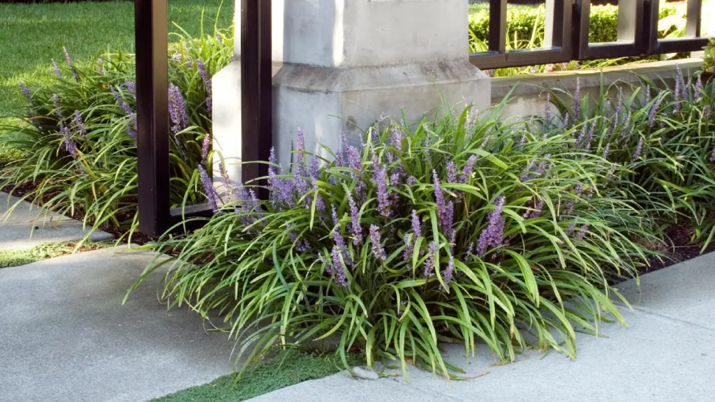 planta barba de serpente