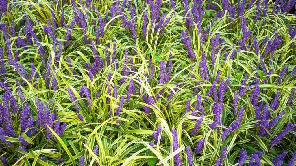 planta barba de serpente Liriope muscari