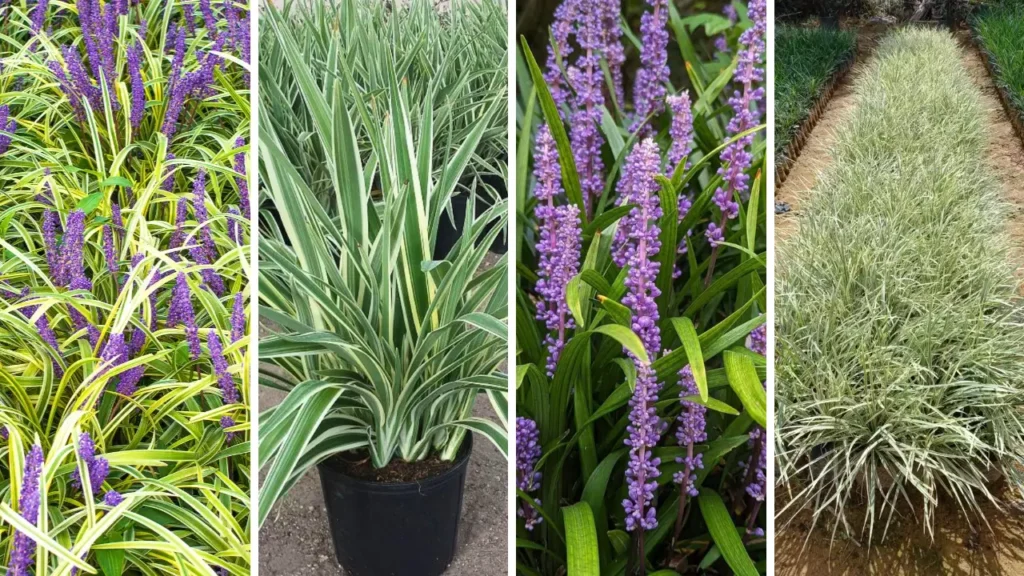 planta barba de serpente capa