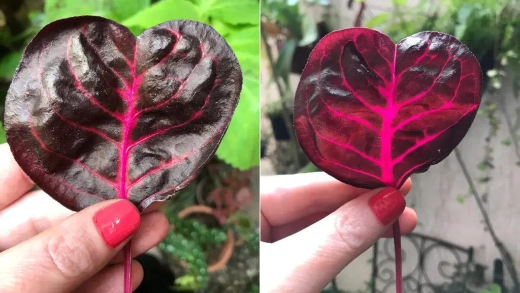 Iresine: Aprenda Tudo Sobre Essa Planta
