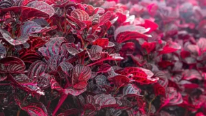 Iresine: Aprenda Tudo Sobre Essa Planta