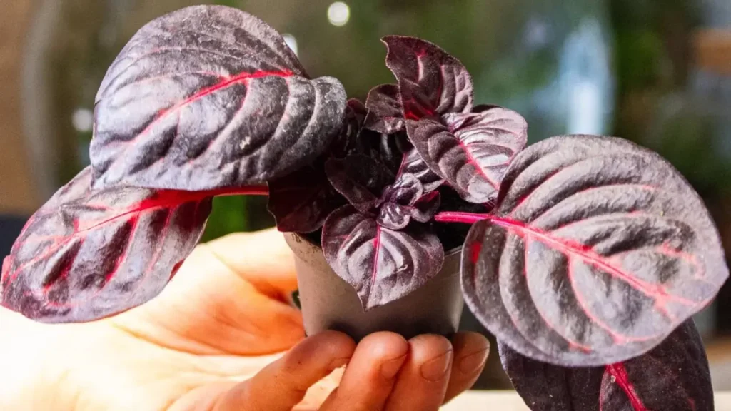 Iresine: Aprenda Tudo Sobre Essa Planta
