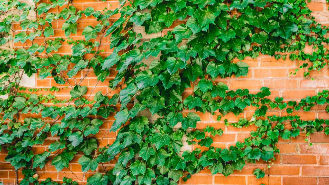 planta falsa vinha trepadeira