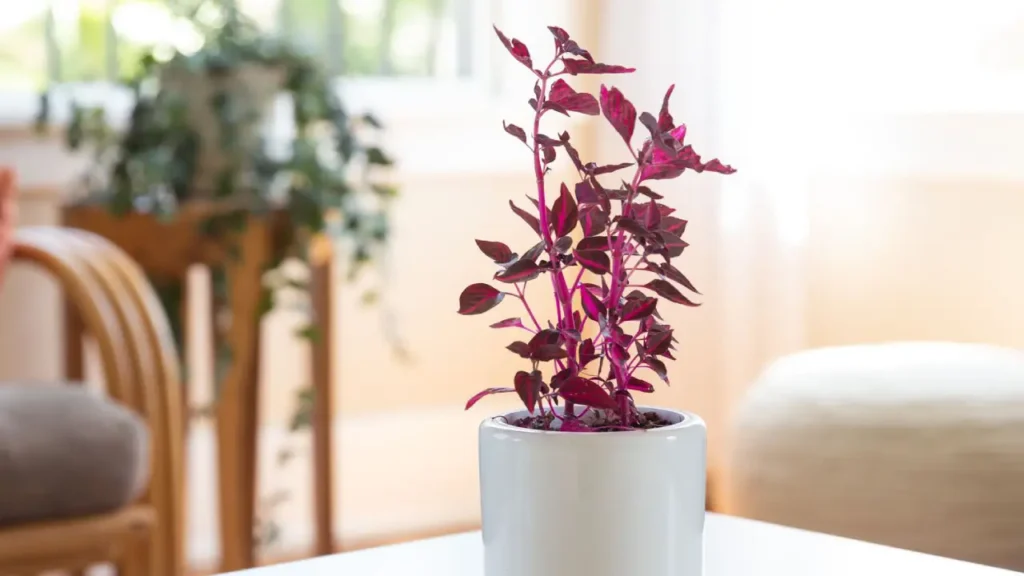 Iresine: Aprenda Tudo Sobre Essa Planta
