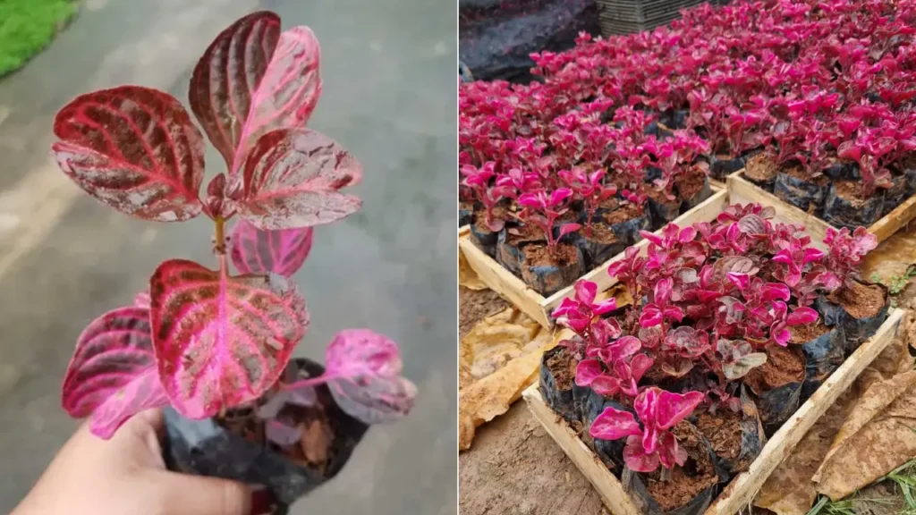 Iresine: Aprenda Tudo Sobre Essa Planta
