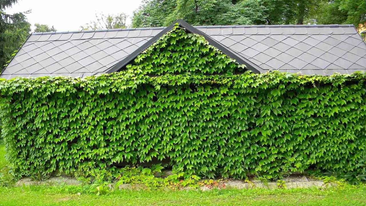 planta parthenocissus tricuspidata